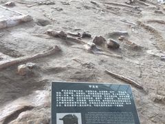 -诸城市恐龙博物馆