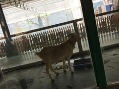 -泉州海丝野生动物世界