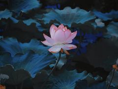 -东升八家郊野公园