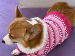 -怪兽屋·羊驼·猫咖·狗咖(俊华广场店)