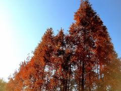 -尚贤河湿地