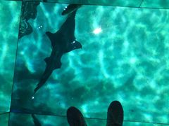 -暹罗海洋世界