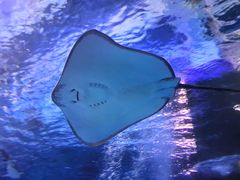 -太平洋海底世界