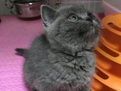 -东方名猫馆·英短金渐层布偶猫舍(环线广场1号楼店)