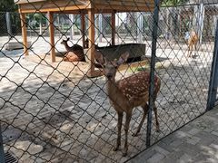 -长白岛森林公园