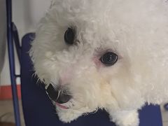 -瑞派福兴宠物医院犬猫全科·骨科·中西医结合(河东店)