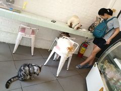 -有猫主题·治愈系猫咖(曾厝垵店)