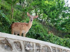 -大连森林动物园