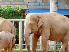 -石家庄市动物园