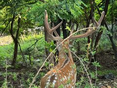 -大连森林动物园