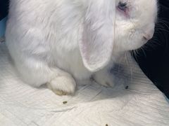 -北京观赏动物医院·24小时大型综合·猫专科·异宠专科