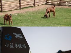 -空港花田景区