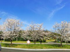 -羊山湖公园