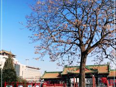 -莲花池公园