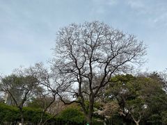 -红梅公园