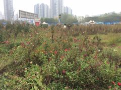 -后襄河公园