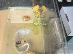 -青石桥花鸟鱼虫市场(叠翠城店)