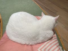 -CAT’S MEWSTAR CAFE·喵星球猫屋(晴湾咖啡店)