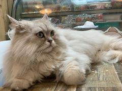 -小时光咖啡馆(北锣鼓巷店)
