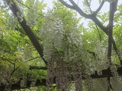 -嘉定紫藤园