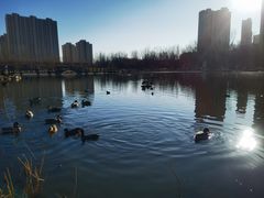 -前关湿地公园