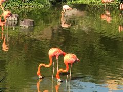 -芽庄珍珠岛游乐园