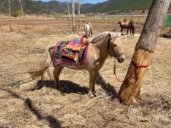 -泸沽湖国家级风景名胜区走婚桥