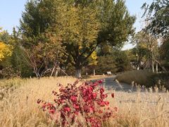 -永定河休闲森林公园