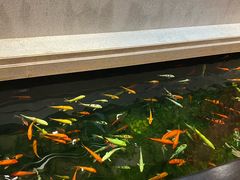 -龙悦湾酒家·八阵鱼生·渔人码头店