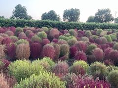 -春花秋色城市公园