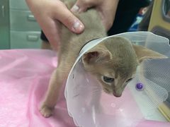 -北京观赏动物医院·24小时大型综合·猫专科·异宠专科