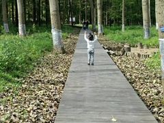 -黄海国家森林公园