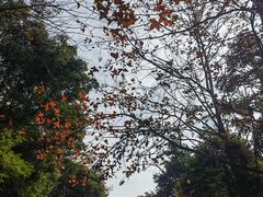 -广州市石门国家森林公园