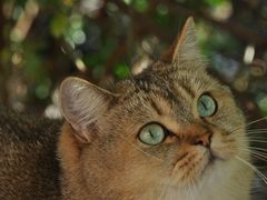 -喵屿·大理花园猫咖