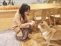 -柴务处·柴犬主题狗咖