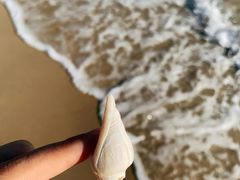 海边捡的螺-深圳佳兆业万豪酒店-金沙全日餐厅
