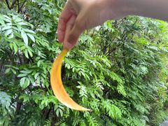 -华侨城湿地公园