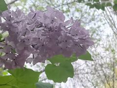 -莲花池公园