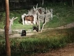 -清迈夜间动物园