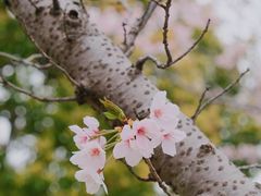 -高东镇樱花园