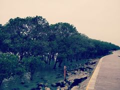 -宝安西湾红树林湿地公园