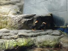 -大阪海游馆