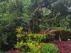 -莫里热带雨林景区