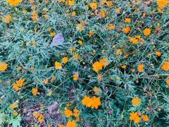 -合肥滨湖国家森林公园