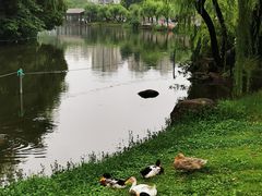 -大宁公园