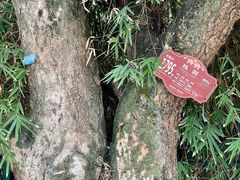 -张坝桂圆林公园