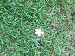 -吐斯廉屠杀博物馆