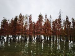 -白鹭湾湿地公园