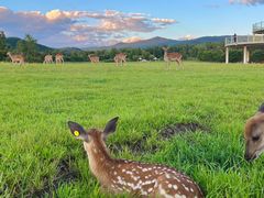 -五营红松林海景区