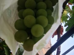 -美家乐农庄·露营·团建(大治路店)